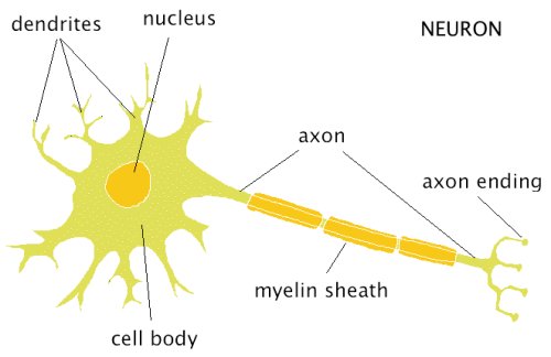 bio-neuron.jpg